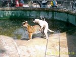 dog screwing tiger.jpg