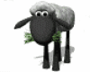 Copy of SHEEP.gif