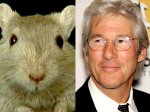 425_gerbil_gere2_lc_101408.jpg