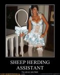 sheep-herding-assistant.jpg
