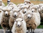 sheep herd.jpg