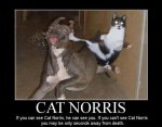 motivational 9-2-09 cat norris.JPG