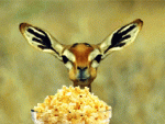 popcorn eating deer.gif