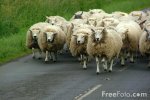 07_05_32---Flock-of-Sheep_web.jpg