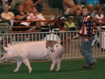 oct 08 pig show 134.JPG