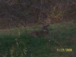 bedded deer.jpg