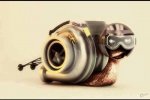 turbo snail.jpg