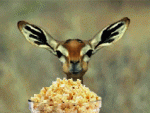 Deer_eating_popcorn.gif