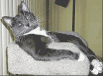 kitty.gif