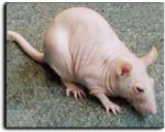 hairless_rat.jpg