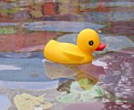 duck2.jpg