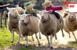 sheep-race.jpgbbbbbbbbbbbbbbbbbbbbbbbbbbbbbbbbbbbbbbbbb.jpg