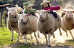 sheep-race2.jpg